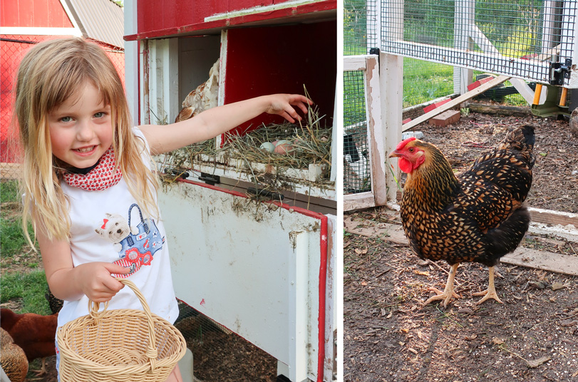 young girl gathering eggs with chicken