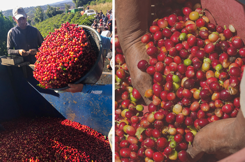 Photos of coffee beans being harvested