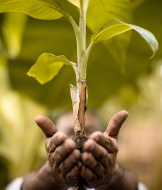 Farmer holding a young plantain tree