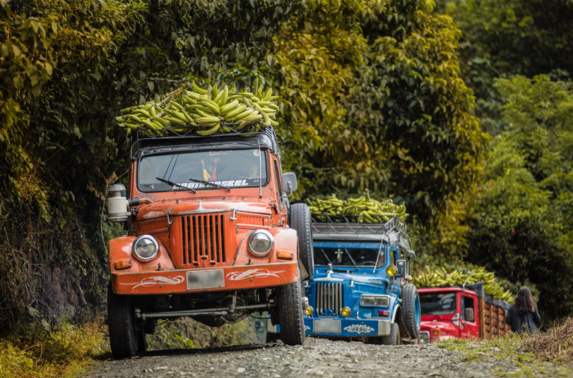 Trucks carrying sustainably harvested plantains