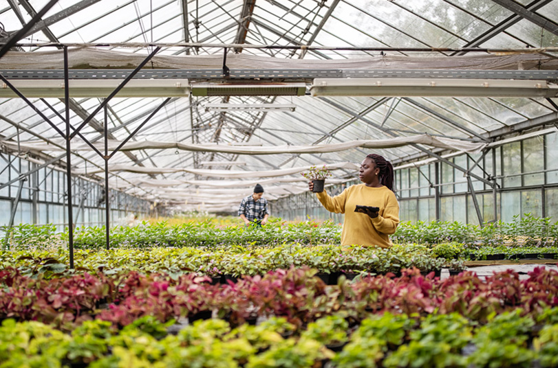 View inside a large greenhouse with farmers collecting data and checking on plants