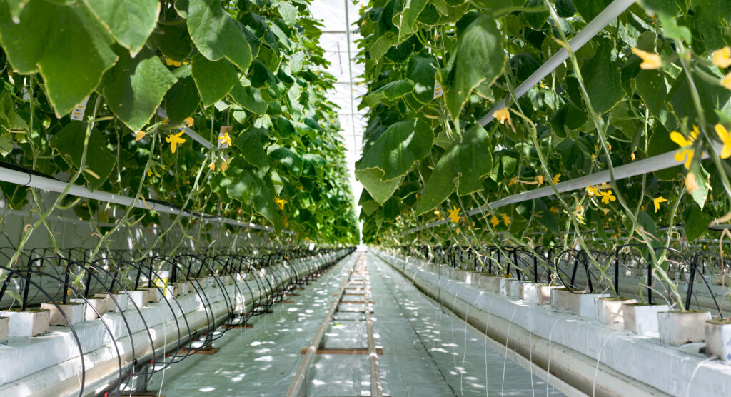 View of a row of plants growing inside a greenhouse and the irrigation system that controls water supply for each plant.